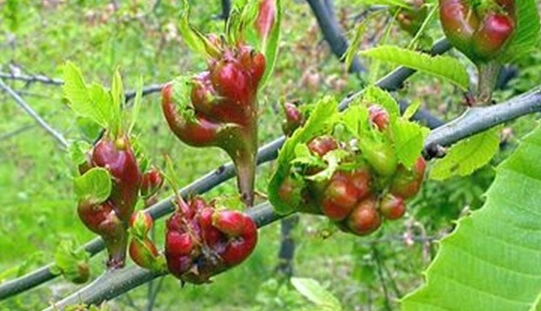 Nakupine crvenih šiški na mladim prirastima [Azra Skender]
